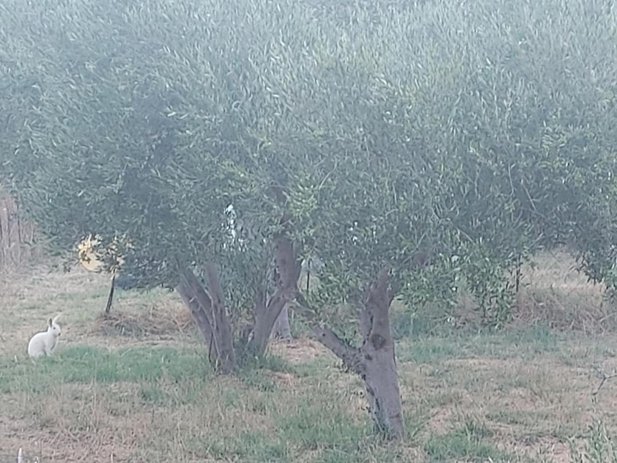 Vila Principessa Telendos Kálymnos Exteriér fotografie