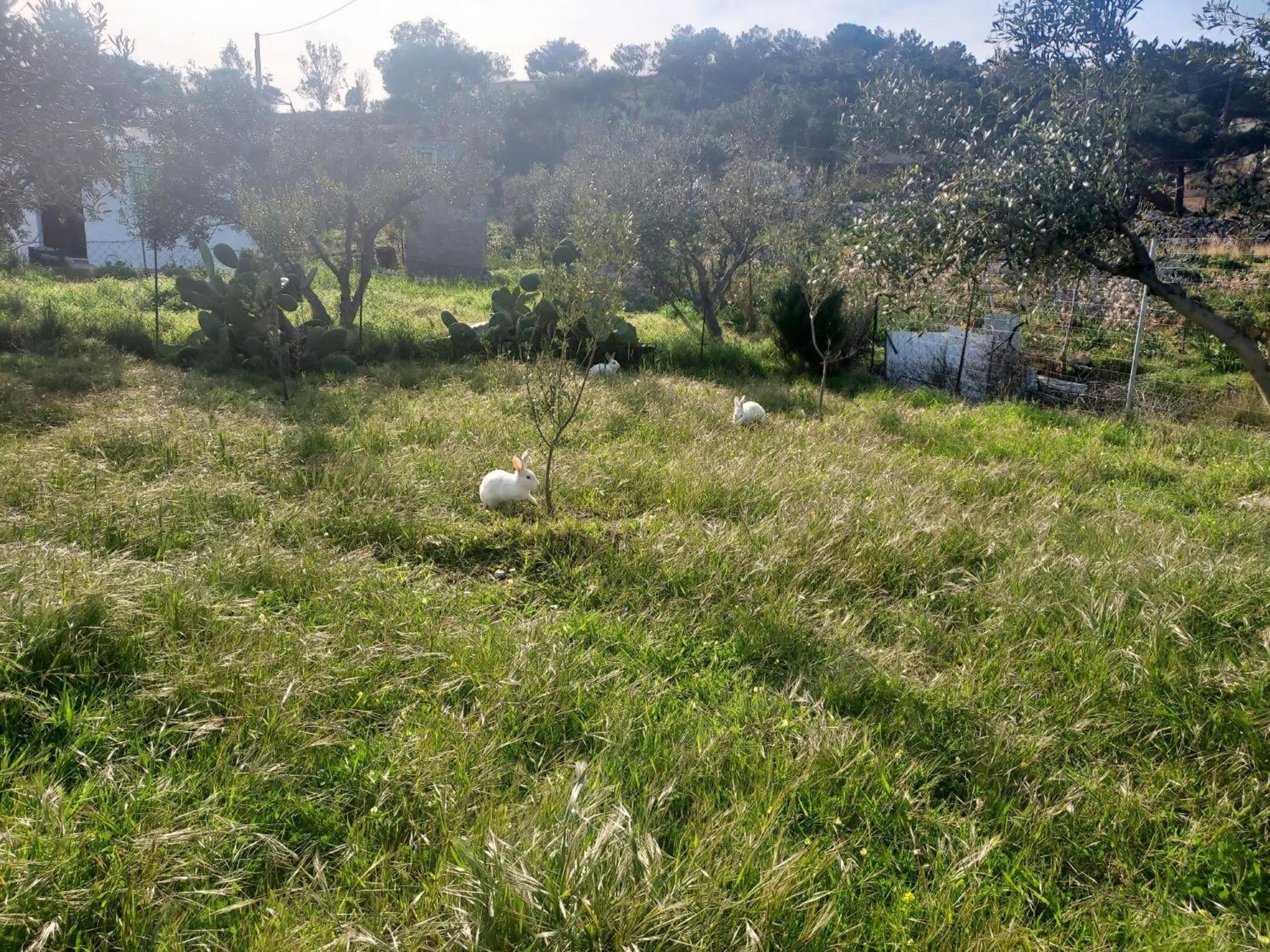 Vila Principessa Telendos Kálymnos Exteriér fotografie